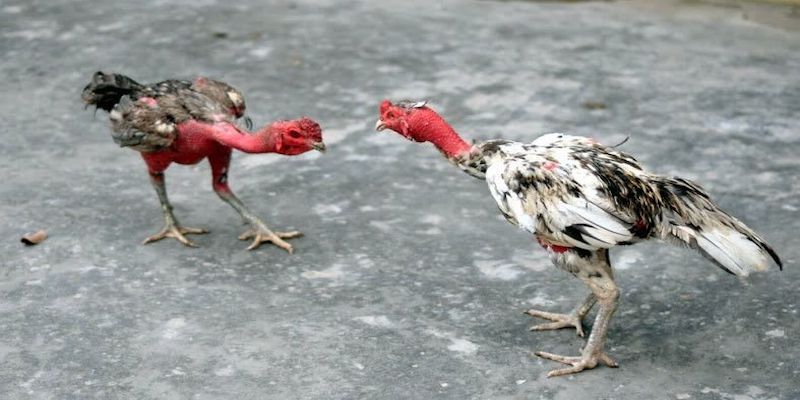 Đôi nét về đá gà đòn