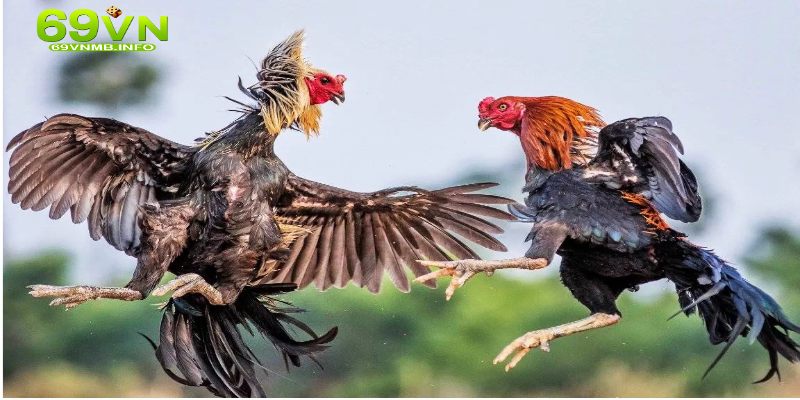 Các hình thức đá gà sẽ được bật mí ngay tại 88vv